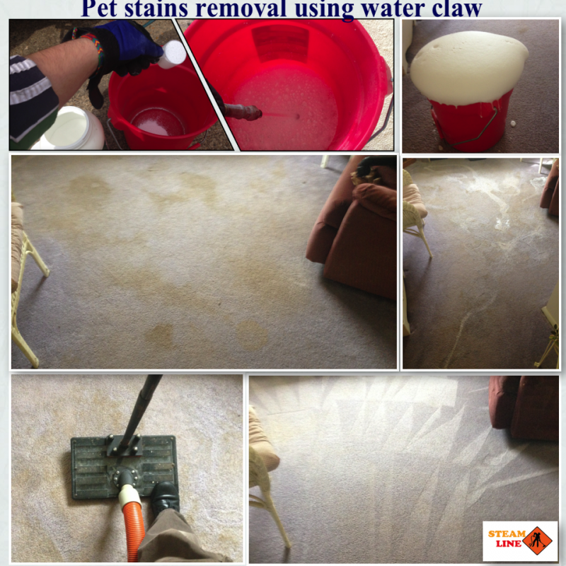 pet-stains-removal-using-waterclaw