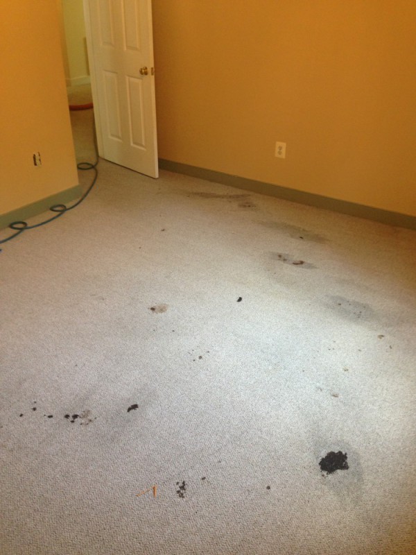 pet stains removal using peroxide in Fredericksburg VA and Stafford VA