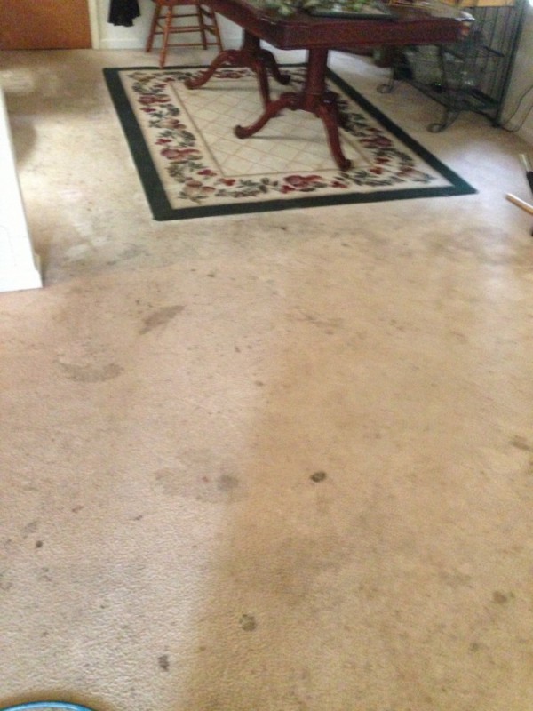 Deep steam carpet cleaning and Scotchgard protection in Aquia Stafford VA and Fredericksburg VA